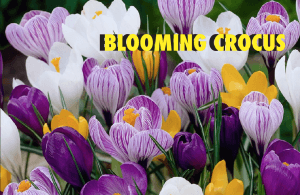 Blooming Crocus photo
