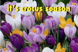 Crocus season