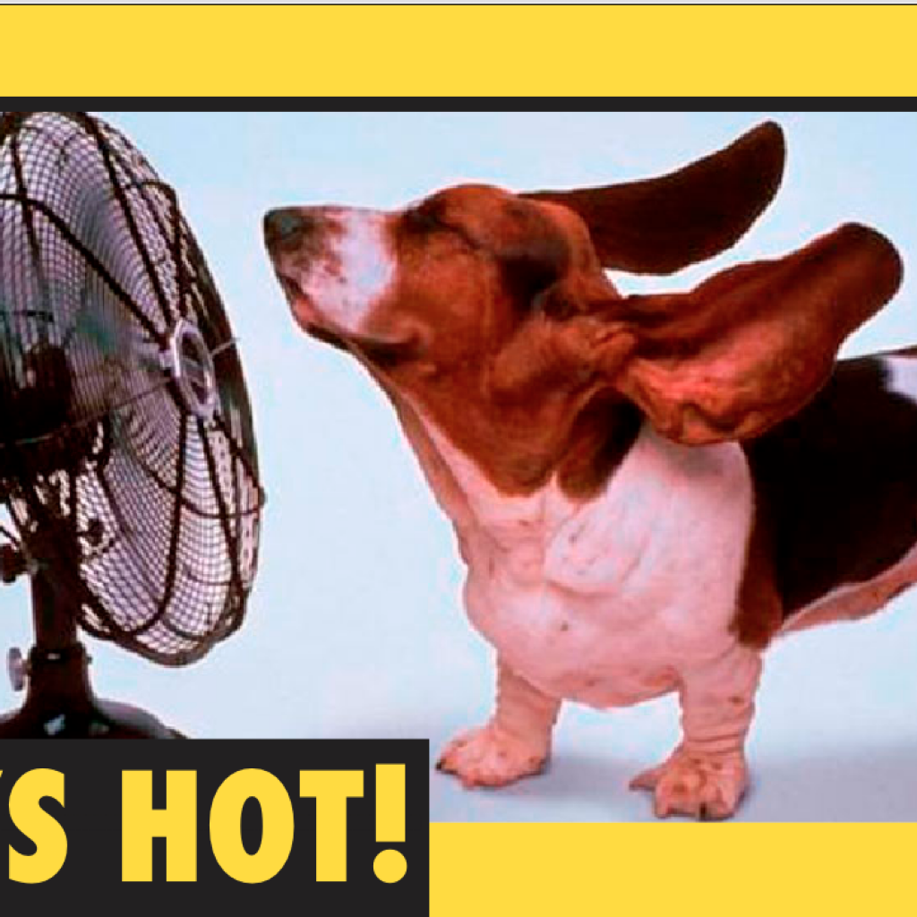 Dog cooling at a fan