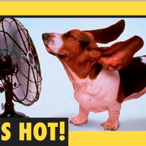 Dog cooling at a fan