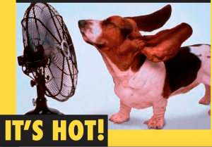 A dog cooling at a fan