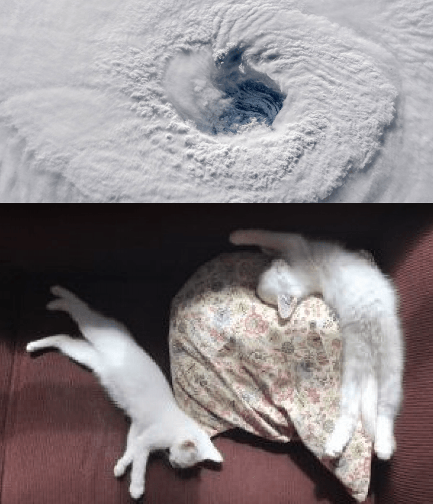 cats compared to a snowstorm