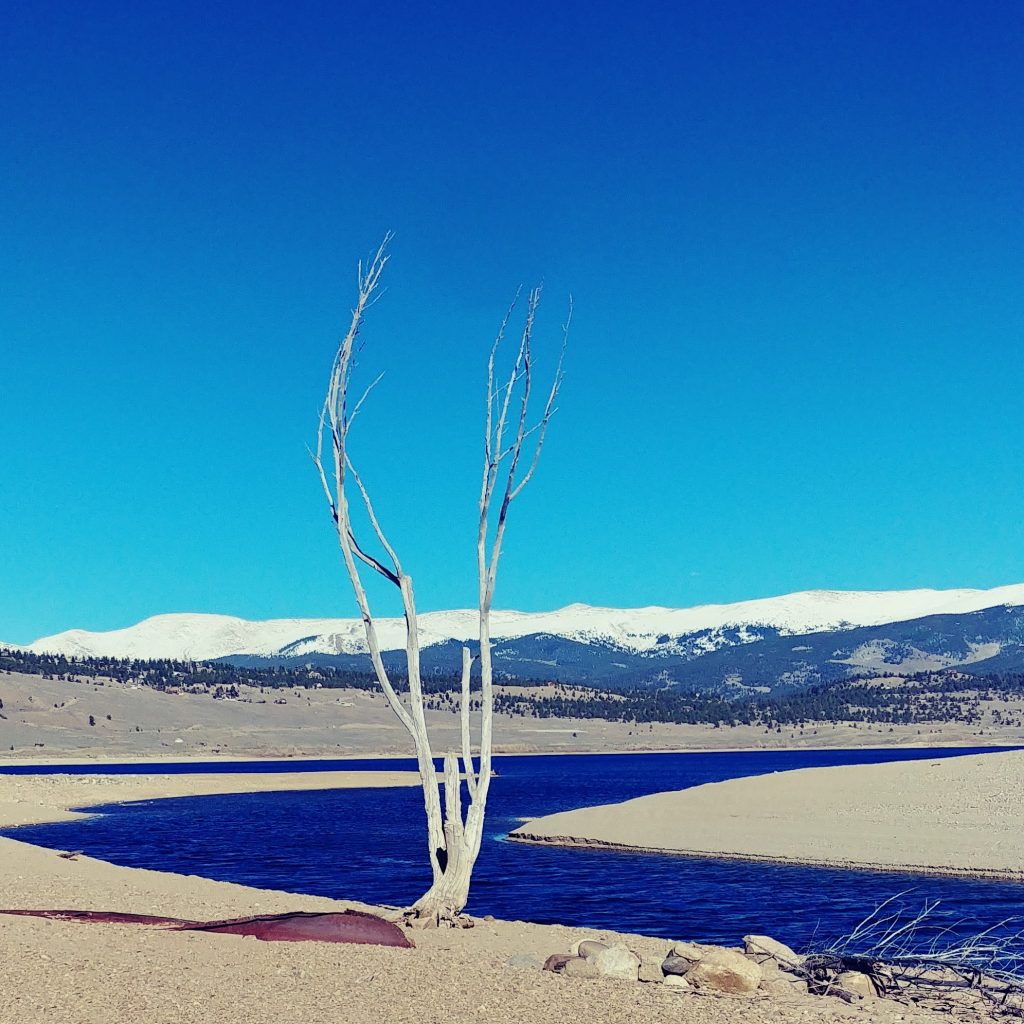 Lonely White Tree