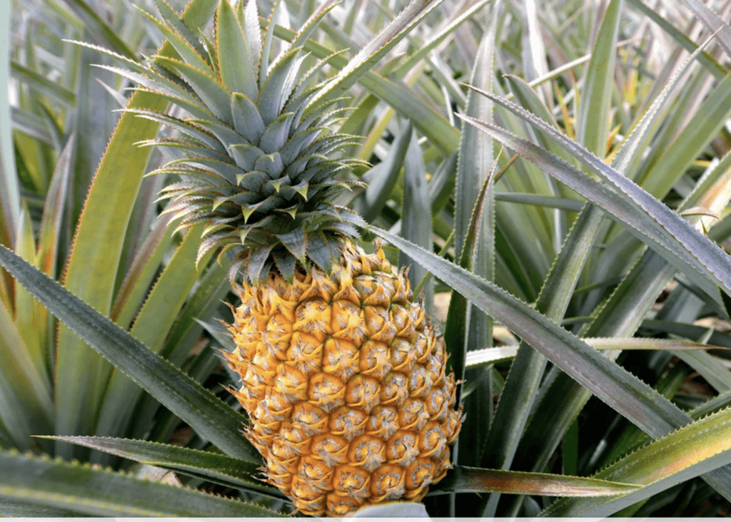 Pineaple as the best choice for Food Blog