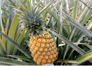 Pineaple as the best choice for Food Blog